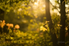 Goldene Stunde im Herbstwald 1