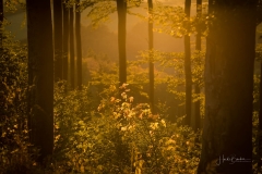 Goldene Stunde im Herbstwald 2