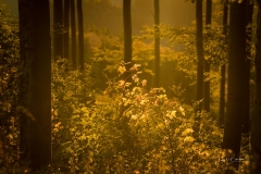 Goldene Stunde im Herbstwald 3