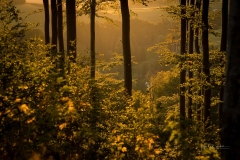 Goldene Stunde im Herbstwald 4