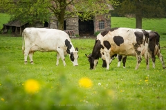 Kühe in Büenfeld 1