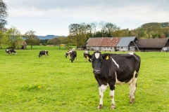 Kühe in Büenfeld 2