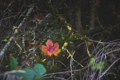 Herbstblatt 1