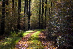 Herbstwald-2021-14