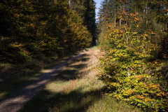 Herbstwald-2021-21