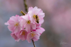 Biene-auf-Kirschbluete