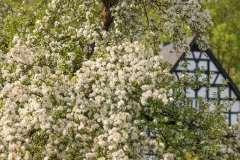 Apfelblüte in Mülsborn 3