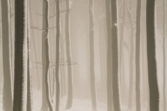 Buchenwald im Nebel