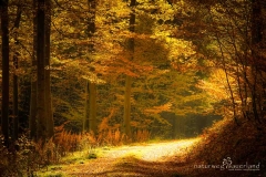 Naturweg durch einen Herbstwald