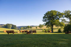 Kühe auf der Weide in Obringhausen 1