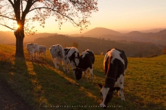 Kühe in der Abendsonne