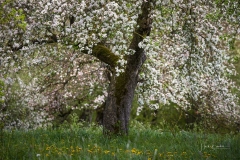 Apfelblüte in Obringhausen 1