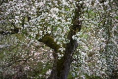Apfelblüte  in Obringhausen 3