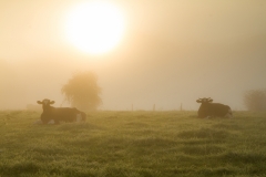 Kühe im Morgennebel