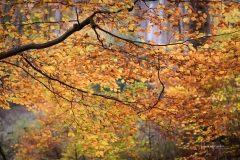Silbersee-Herbst-21