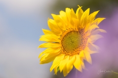 Sonnenblume in einem Feld Büschelschön