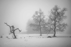 Kahler-Asten-mit-Schnee-und-Nebel-1