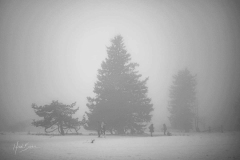 Kahler-Asten-mit-Schnee-und-Nebel-3
