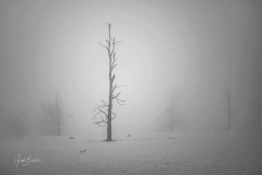 Kahler-Asten-mit-Schnee-und-Nebel-6