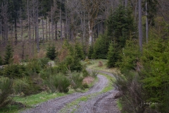 Waldskulpturenweg-Mai-2021-07