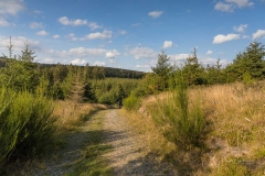Waldskulpturenweg zwischen Grünstation und Falken 3