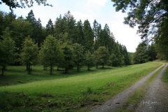 Waldskulpturenweg zwischen Grünstation und Falken 6