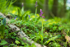 Wilde Orchideen im Wald von Weninghausen