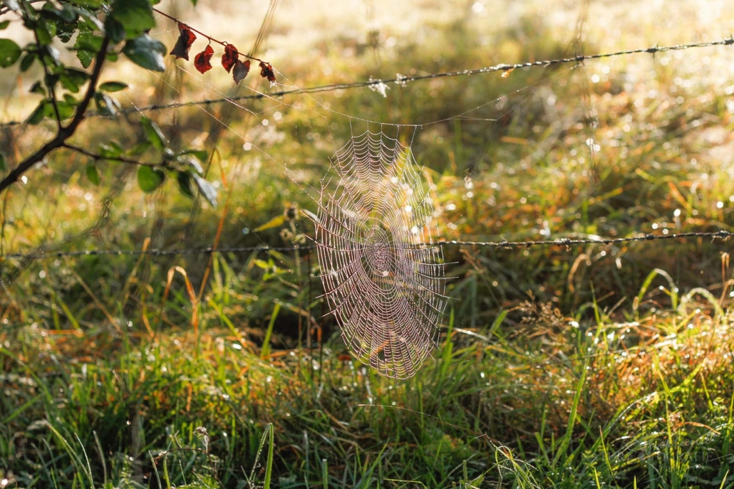 Spinnennetz – Sauerland Naturfotografie