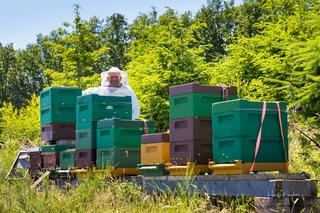 Bienenstöcke der Imkerei Kebben