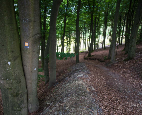 Waldweg nach Sögtrop (Orangefarbene Wegmarkierung für Sögtrop-Schleife)