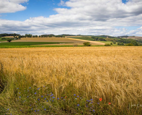 Getreidefelder bei Büenfeld
