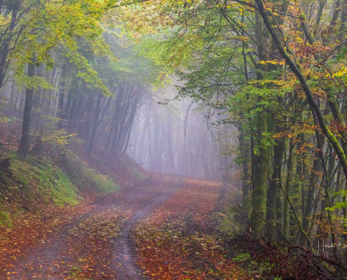 Mystischer Herbstwald in Westfeld